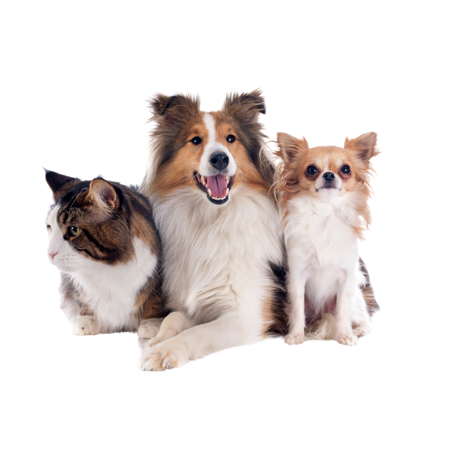 Pet Beauty — Pet Care